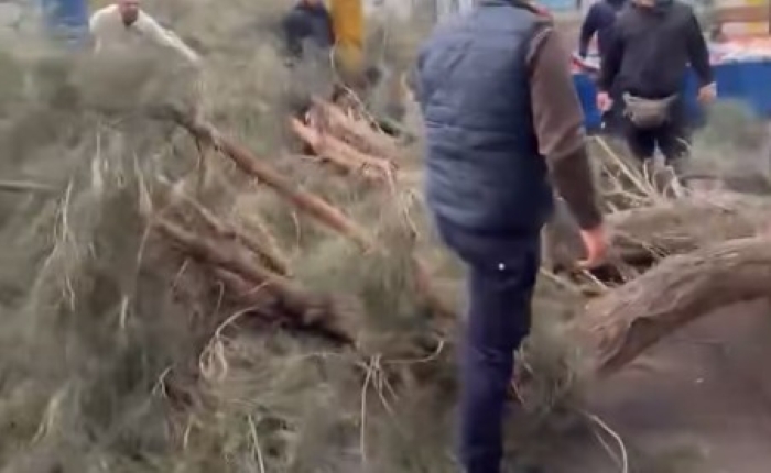 Μεγάλο δέντρο έπεσε σε πάγκους λαϊκής αγοράς στο Φάληρο