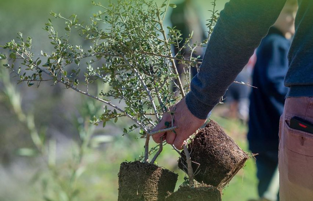 Διπλή δεντροφύτευση την Κυριακή 15 Φεβρουαρίου σε Καβούρι και Βάρκιζα