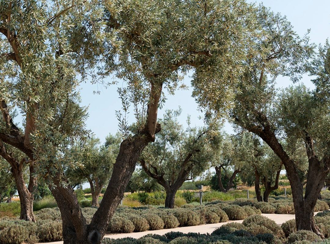 Ένα διαφορετικό Σάββατο στα Νότια: Βόλτα στους ελαιώνες του ΚΠΙΣΝ και olive oil tasting στο Ace Hotel Athens