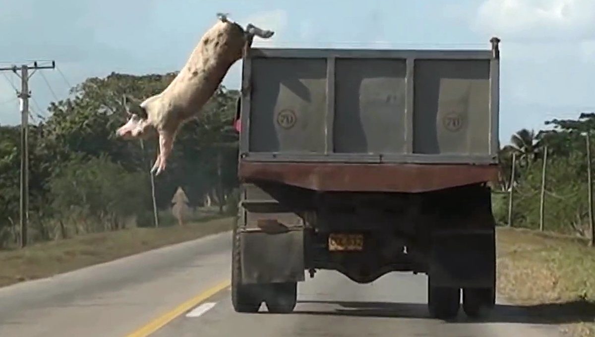 Ένα διήμερο συμπόσιο για τα δικαιώματα των ζώων στο ΕΜΣΤ: Στο επίκεντρο ο «Ζωικός Καπιταλισμός»