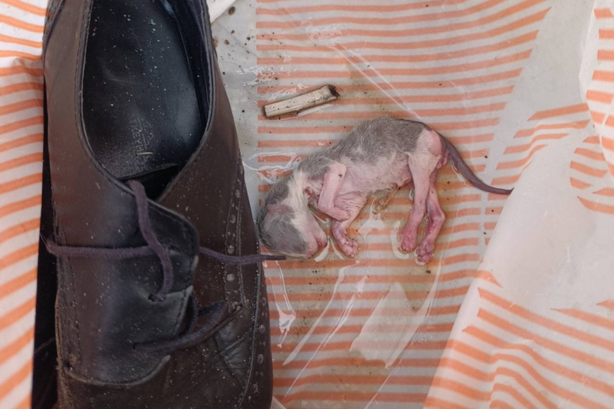 Ελληνικό: Νεογέννητα γατάκια βρέθηκαν πεταμένα σε σακούλα σε κάδο σκουπιδιών – Δεν κατάφεραν να επιβιώσουν