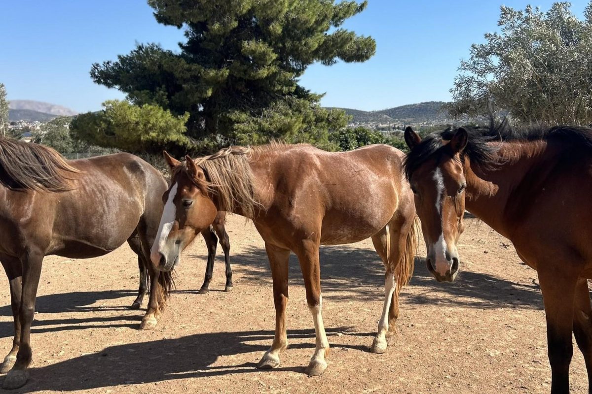 Πασχαλινή εκδήλωση στο Help Horses Ymittos: Μια μέρα γνωριμίας με τα άλογα του Υμηττού