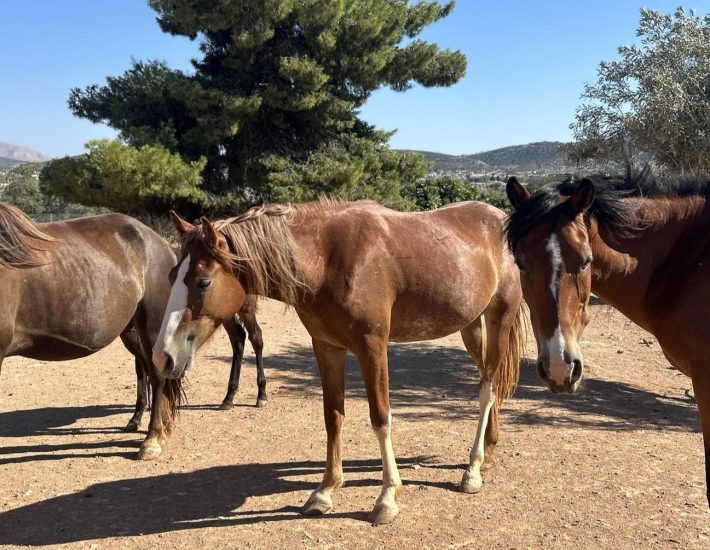 Πασχαλινή εκδήλωση στο Help Horses Ymittos: Μια μέρα γνωριμίας με τα άλογα του Υμηττού
