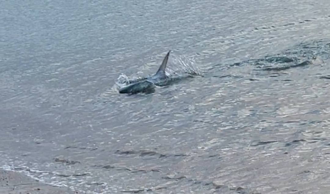 Καβούρι: Μεγάλο καρχαριοειδές κολυμπούσε στα ρηχά, κοντά στην ακτή
