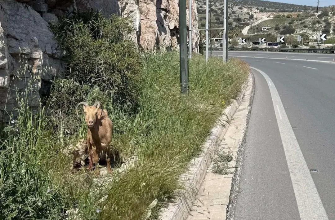 Τι απέγινε η κατσικούλα με τα νεογέννητα που γέννησε στην Αθηνών–Σουνίου, ακριβώς δίπλα στον δρόμο