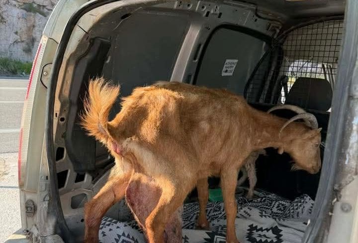 Κατσίκα γέννησε δίπλα στη Λεωφόρο Αθηνών–Σουνίου – Ποδηλάτης έμεινε 2,5 ώρες μέχρι να βρεθεί βοήθεια