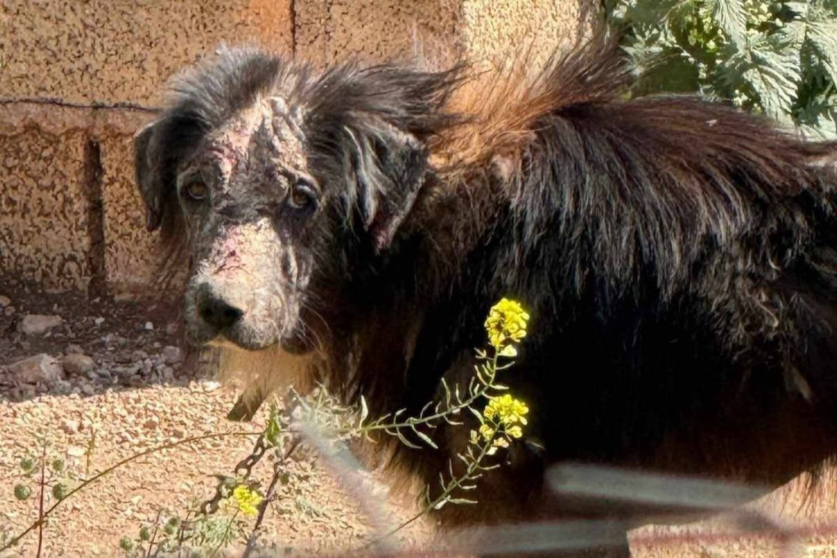 Σαρωνίδα: Καταγγελία για κακοποίηση σκύλου – Ήταν δεμένος σε μαντρί, βρέθηκε εγκαταλελειμμένος στο Λαύριο