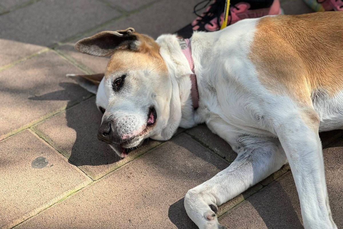 Γλυφάδα: Το πασχαλινό μπαζάρ του ΣΠΑΖ έρχεται στις 28 και 29 Μαρτίου