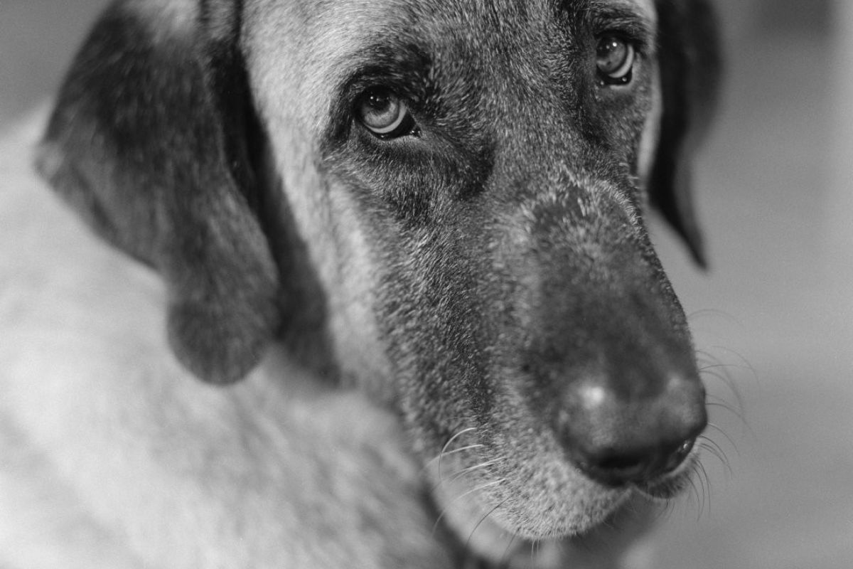 Βύρωνας: Ο σκύλος που σώθηκε στη Γλυφάδα «πρωταγωνιστεί» σήμερα στην έκθεση του Γιώργου Λάνθιμου