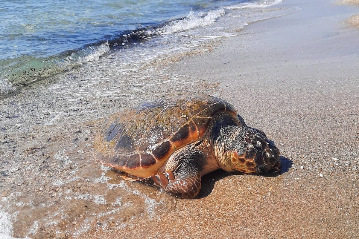 Βούλα: Νεκρή θαλάσσια χελώνα και κορμοράνος εντοπίστηκαν στην παραλία