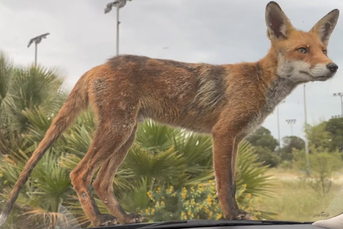 Αλεπού «βόλταρε» στο Παλαιό Φάληρο – Σκαρφάλωσε μέχρι και σε παρμπρίζ αυτοκινήτου
