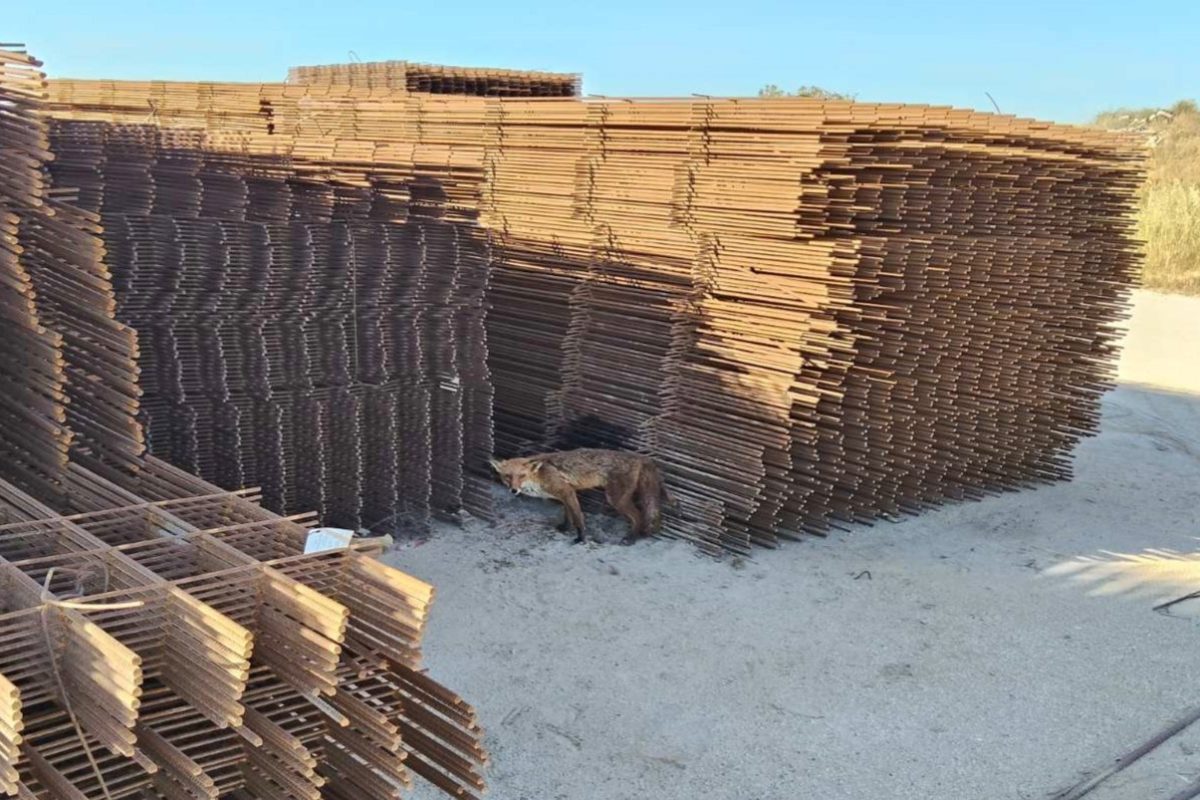Ελληνικό: Διασώθηκε τραυματισμένη αλεπού σε εργοτάξιο