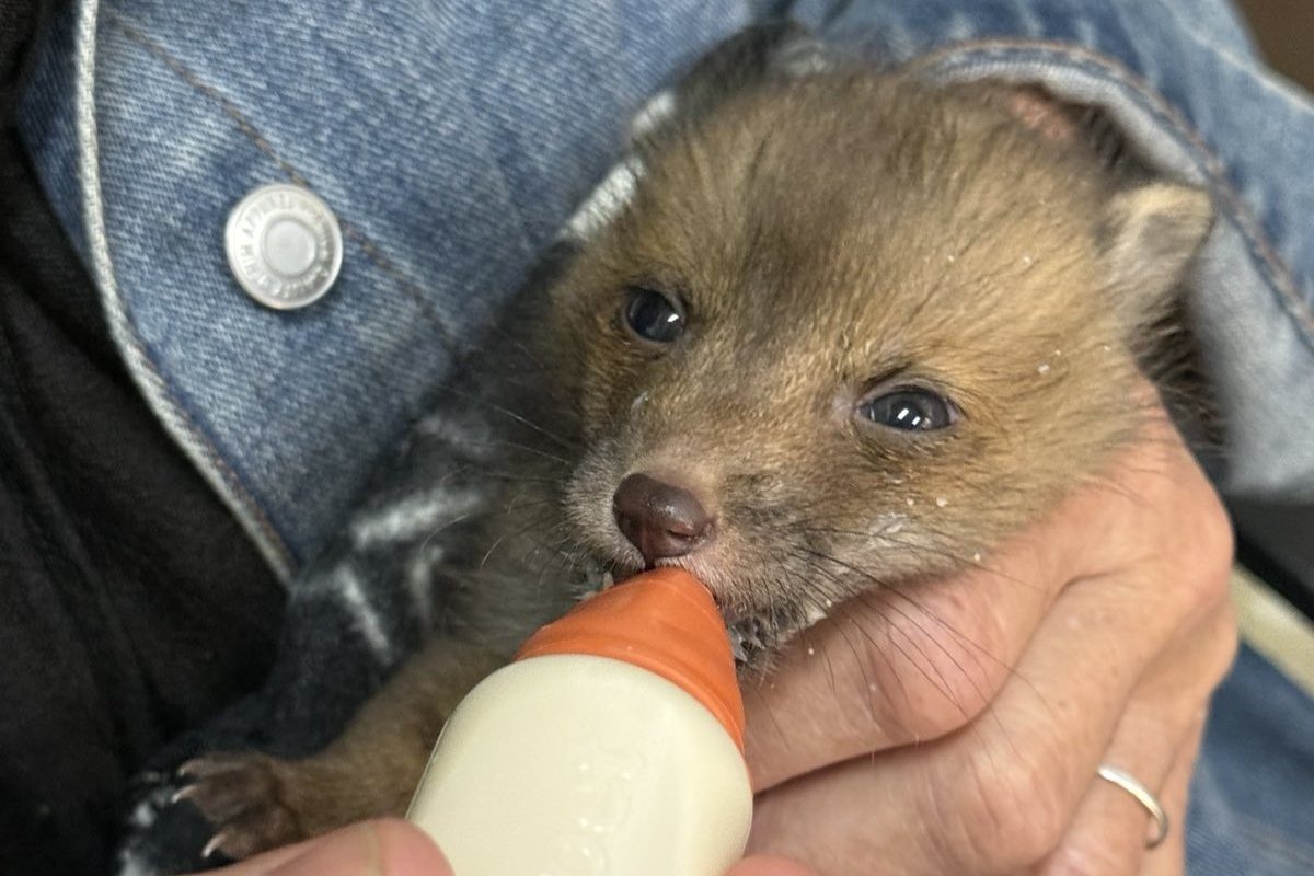 Η Άνιμα γέμισε μωρά και ζητά τη βοήθειά μας