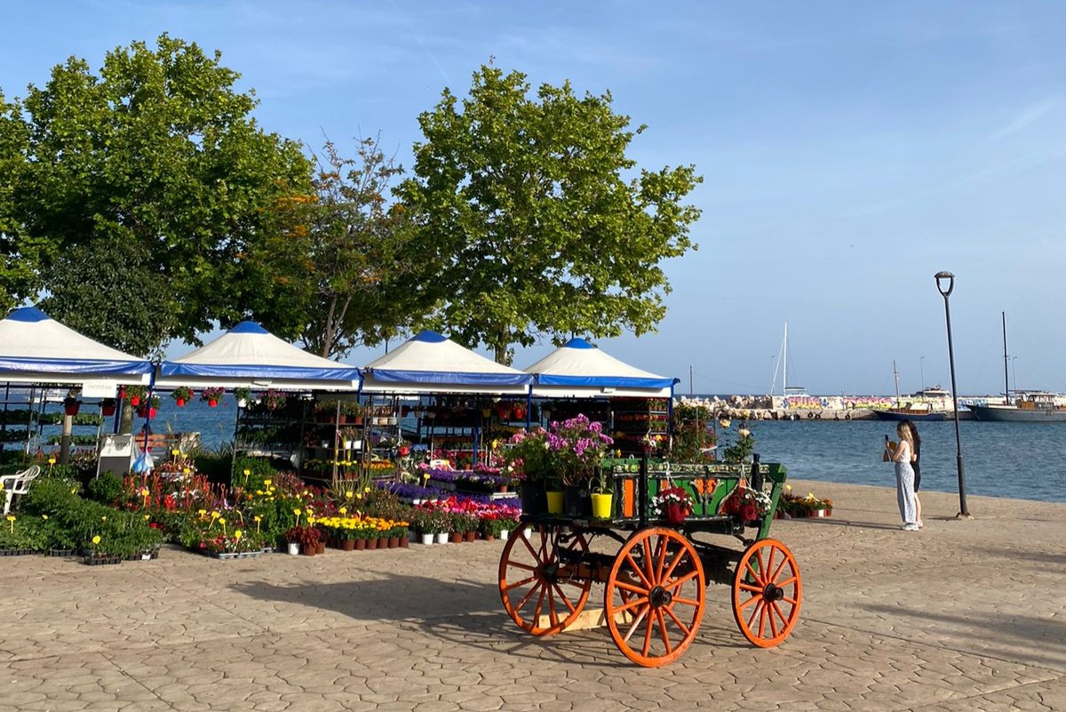 35η Ανθοκομική Έκθεση Βάρκιζας: Επιστρέφει η αγαπημένη γιορτή λουλουδιών των νοτίων