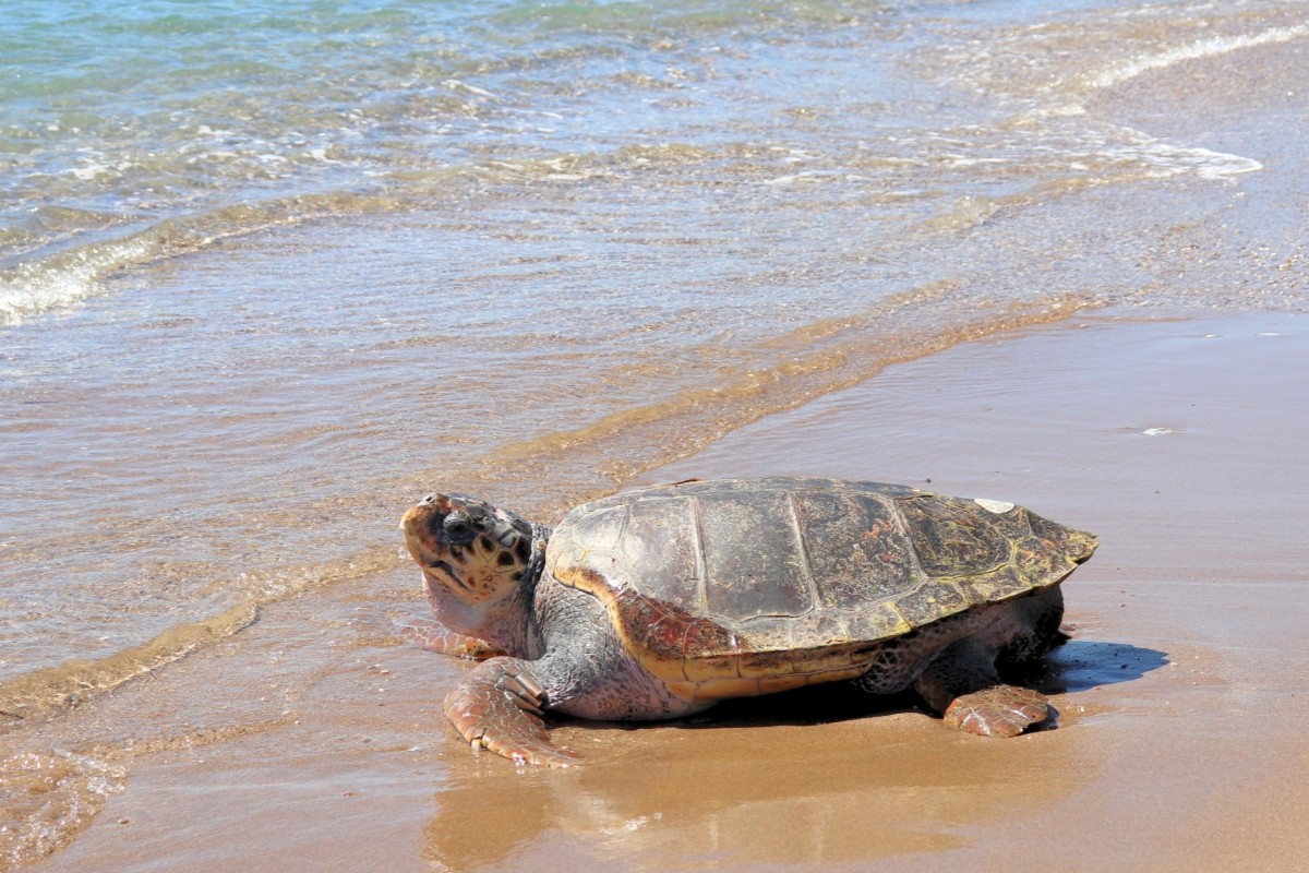 Δύο χρόνια στο Κέντρο Διάσωσης του ΑΡΧΕΛΩΝ στη Γλυφάδα και τώρα ξανά στη θάλασσα: Η ιστορία του Έβερεστ