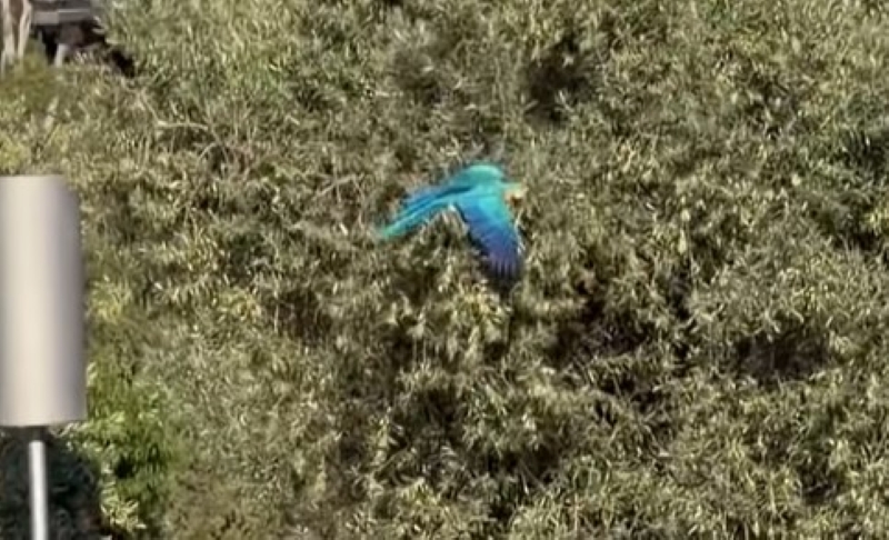 Παπαγάλος μακάο πετούσε στο Πάρκο Σταύρος Νιάρχος