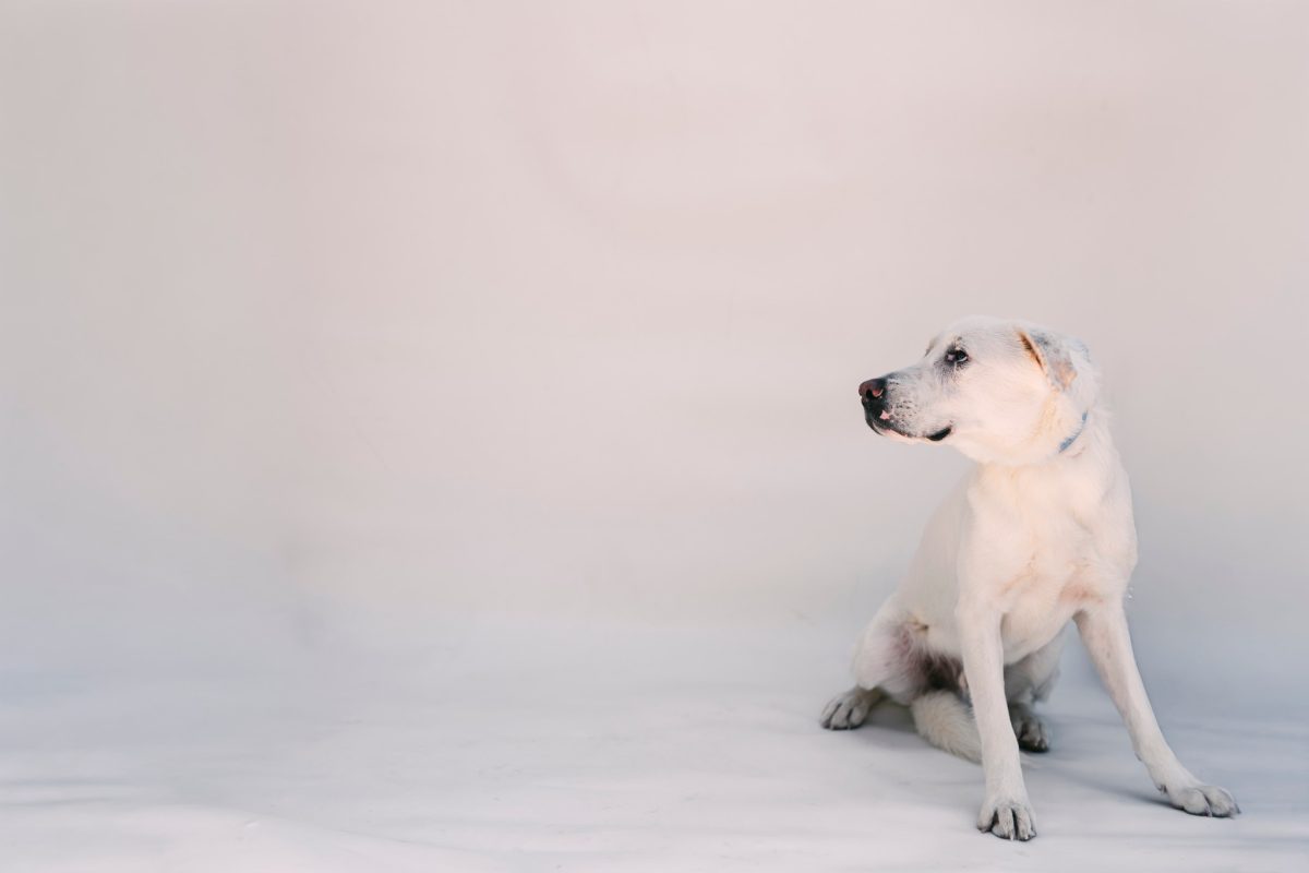 Νέο ραντεβού υιοθεσίας σκύλων στη Γλυφάδα από Δήμο και ΣΠΑΖ