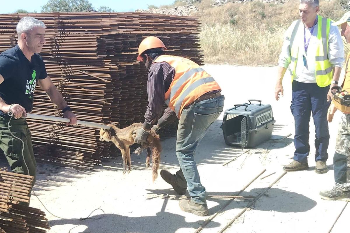 Ελληνικό: Χειρουργήθηκε με επιτυχία η αλεπού που εντοπίστηκε τραυματισμένη – Η έκκληση της ΑΝΙΜΑ
