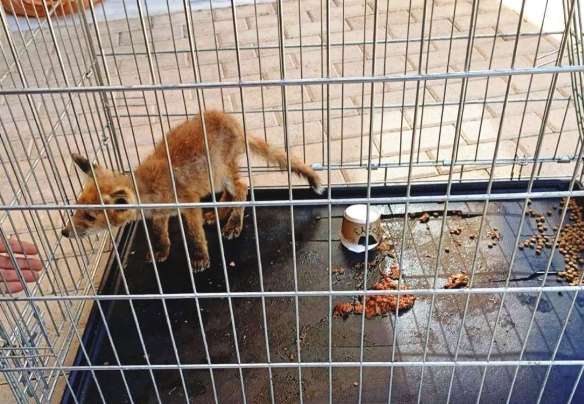 Γλυφάδα: Τραυματισμένο αλεπουδάκι εντοπίστηκε στο κοιμητήριο και μεταφέρθηκε για φροντίδα στην ΑΝΙΜΑ