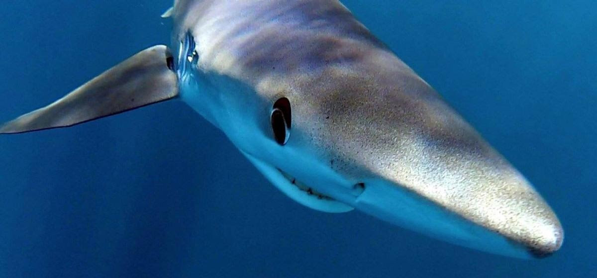 Γλαυκοκαρχαρίες σε Σαρωνικό και Κορινθιακό: Τι λένε οι ειδικοί για την εμφάνισή τους