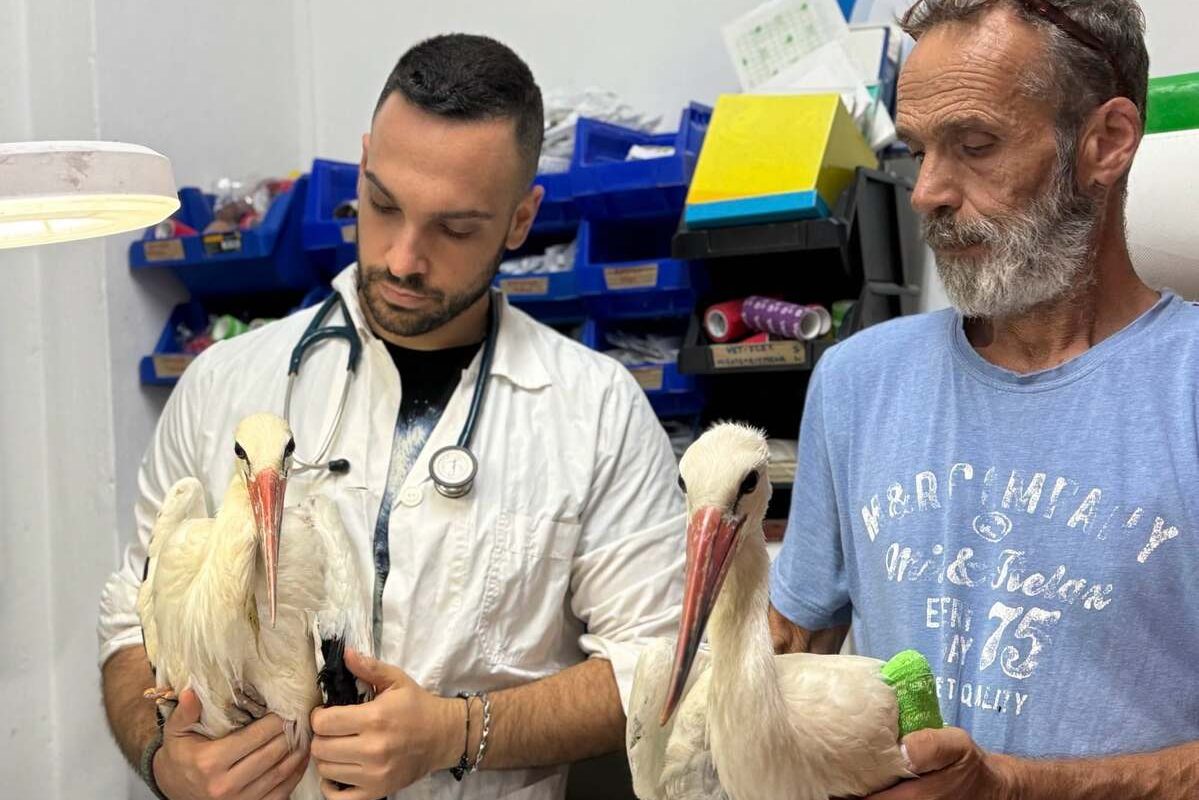 Δεκάδες πελαργοί βρέθηκαν νεκροί σε πυλώνες στη Λαυρεωτική, η ΑΝΙΜΑ ετοιμάζει αναφορά προς ΔΕΔΔΗΕ
