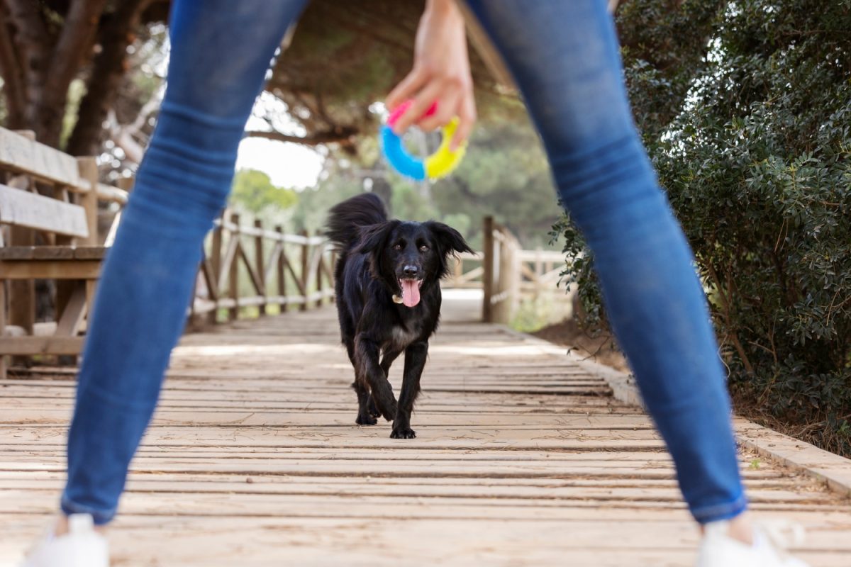 «Πες το με ένα γαβ»: Το Dog Festival έρχεται στο Παλιό Αμαξοστάσιο ΟΣΥ στις 5 & 6 Σεπτεμβρίου
