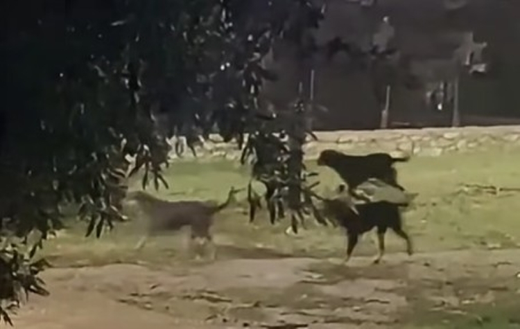 Άνω Γλυφάδα: Εμφάνιση αδέσποτων σκύλων από την περιοχή του Υμηττού – Η ενημέρωση του Δήμου